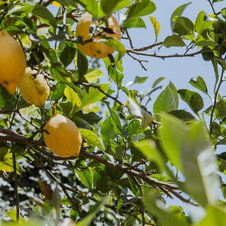 Barano dʼIschia Lemon Tree Rooms מראה חיצוני תמונה